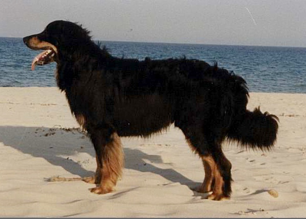 Andrino vom Kressbach